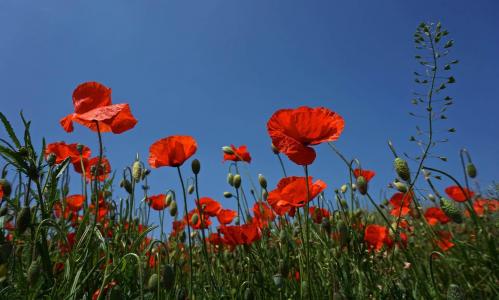 COQUELICOT JUIN